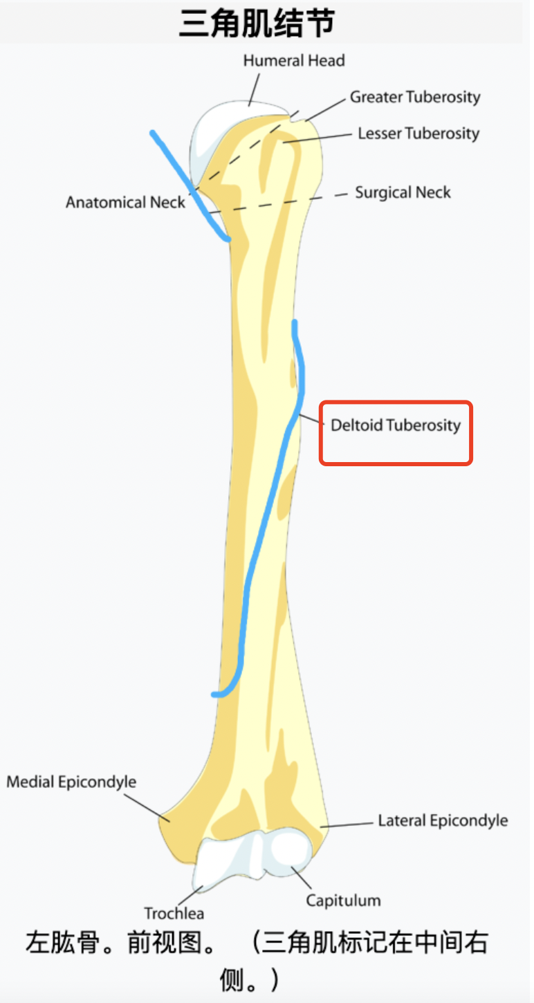 字母圈《绳缚活动中的神经损伤预防指南》 字母圈《绳缚活动中的神经损伤预防指南》