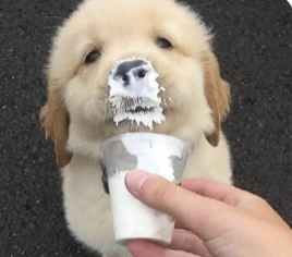 字母圈“投喂小猪”又是什么play?想试! (๑><๑) 字母圈“投喂小猪”又是什么play?想试! (๑><๑)