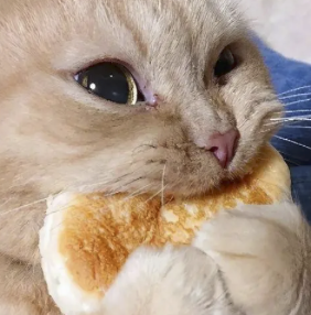 字母圈“投喂小猪”又是什么play?想试! (๑><๑) 字母圈“投喂小猪”又是什么play?想试! (๑><๑)