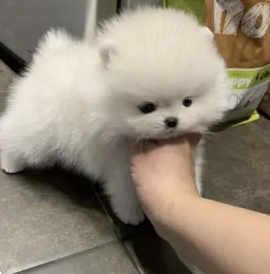 字母圈别叫我M,叫我“小祖宗”(¬‿¬) 字母圈别叫我M,叫我“小祖宗”(¬‿¬)