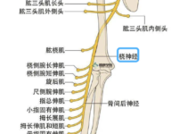 绳缚活动中的神经损伤预防指南-瘾欢