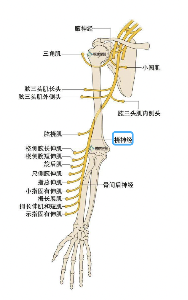 字母圈《绳缚活动中的神经损伤预防指南》 字母圈《绳缚活动中的神经损伤预防指南》