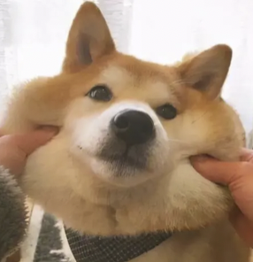 字母圈“投喂小猪”又是什么play?想试! (๑><๑) 字母圈“投喂小猪”又是什么play?想试! (๑><๑)