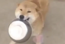 “投喂小猪”又是什么play?想试-瘾欢