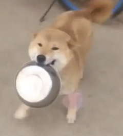 字母圈“投喂小猪”又是什么play?想试! (๑><๑) 字母圈“投喂小猪”又是什么play?想试! (๑><๑)