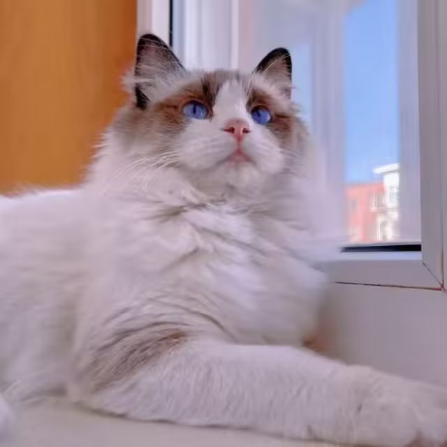 字母圈《当猫奴是种什么样的体验?》 字母圈《当猫奴是种什么样的体验?》