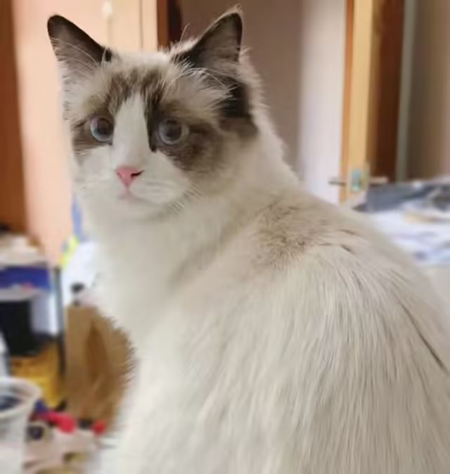 字母圈《当猫奴是种什么样的体验?》 字母圈《当猫奴是种什么样的体验?》