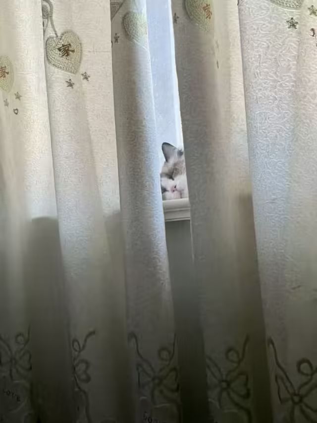 字母圈《当猫奴是种什么样的体验?》 字母圈《当猫奴是种什么样的体验?》