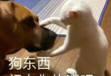 这只dom咋“brat里brat气”的？？？-瘾欢