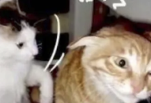 Sweet Talk,更适合中国宝宝体质的烧话!-瘾欢