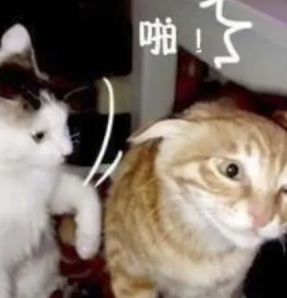 字母圈Sweet Talk,更适合中国宝宝体质的烧话! 字母圈Sweet Talk,更适合中国宝宝体质的烧话!