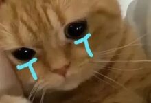 如何做一个有吸引力的sub(上)-瘾欢