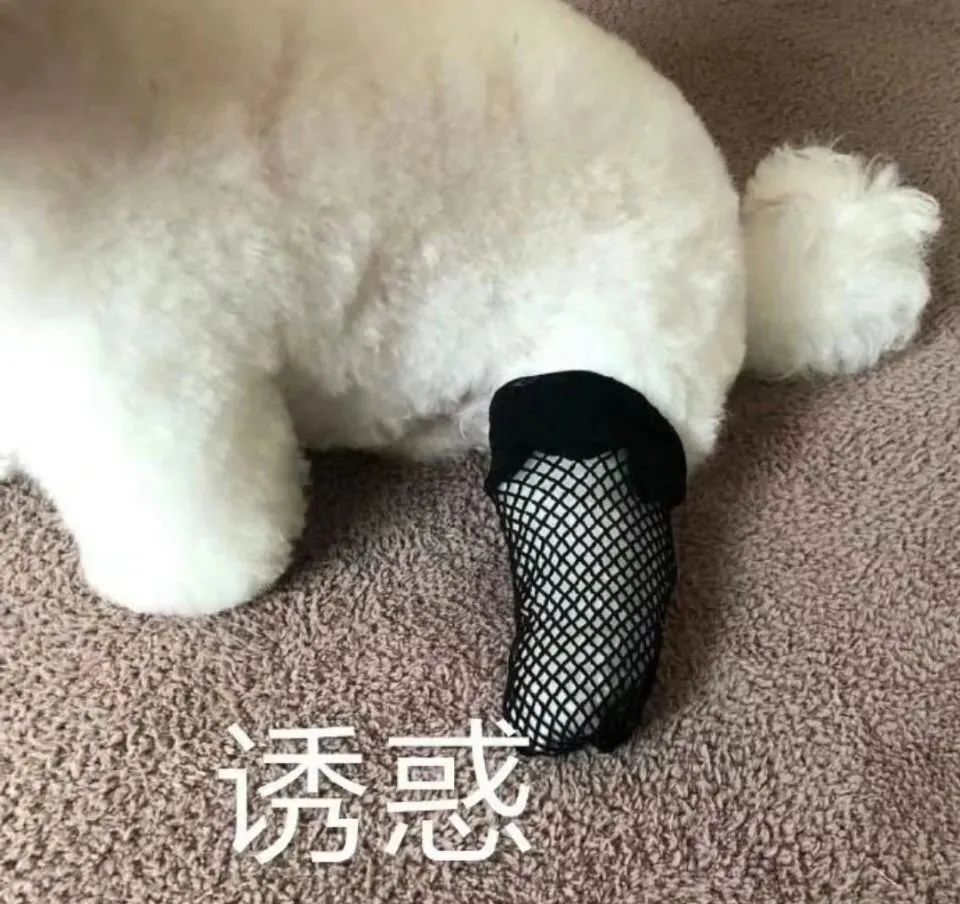 字母圈“女生恋足为什么似乎很少听到？”