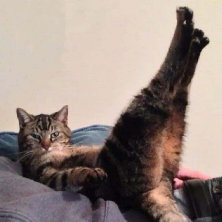 字母圈“女生恋足为什么似乎很少听到？”