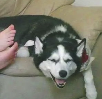 字母圈不要找爱放响屁的S(*_* ) 字母圈不要找爱放响屁的S(*_* )