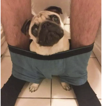 字母圈不要找爱放响屁的S(*_* ) 字母圈不要找爱放响屁的S(*_* )