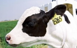 字母圈角色扮演指南:超带劲的“奶牛”play! 字母圈角色扮演指南:超带劲的“奶牛”play!