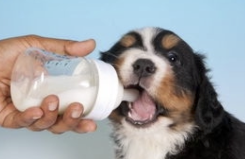 字母圈角色扮演指南:超带劲的“奶牛”play! 字母圈角色扮演指南:超带劲的“奶牛”play!