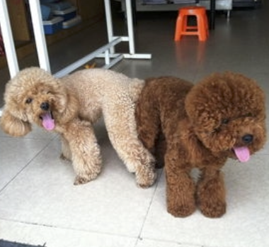 字母圈不要找爱放响屁的S(*_* ) 字母圈不要找爱放响屁的S(*_* )