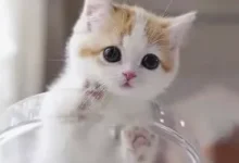 字母圈学婴语-瘾欢