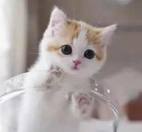 字母圈学 婴 语 字母圈学 婴 语