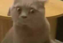 字母圈“我的性癖竟是…我自己？！”-瘾欢