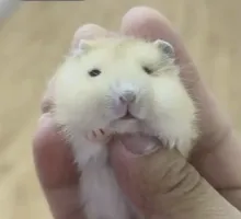 字母圈为了“把SM属性写脸上”,smer想出了多少狠招?! 字母圈为了“把SM属性写脸上”,smer想出了多少狠招?!