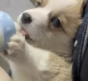 字母圈学 婴 语 字母圈学 婴 语