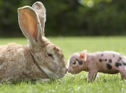 字母圈玩腻了宠物play,“畜牧农场”play考虑一下? 字母圈玩腻了宠物play,“畜牧农场”play考虑一下?