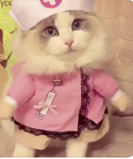 字母圈志愿报什么专业,能在play时“鲨疯了”? 字母圈志愿报什么专业,能在play时“鲨疯了”?