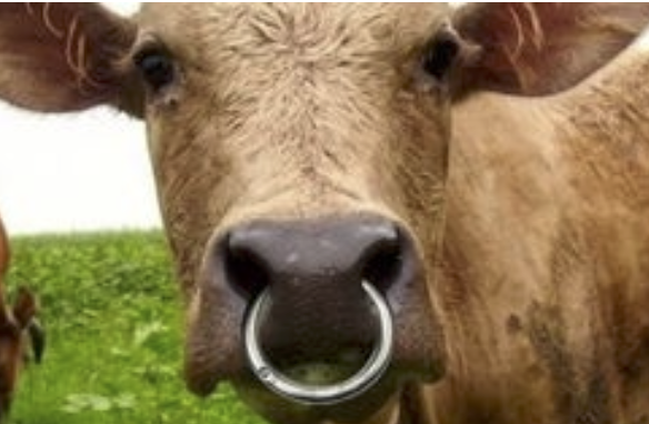 字母圈角色扮演指南:超带劲的“奶牛”play! 字母圈角色扮演指南:超带劲的“奶牛”play!