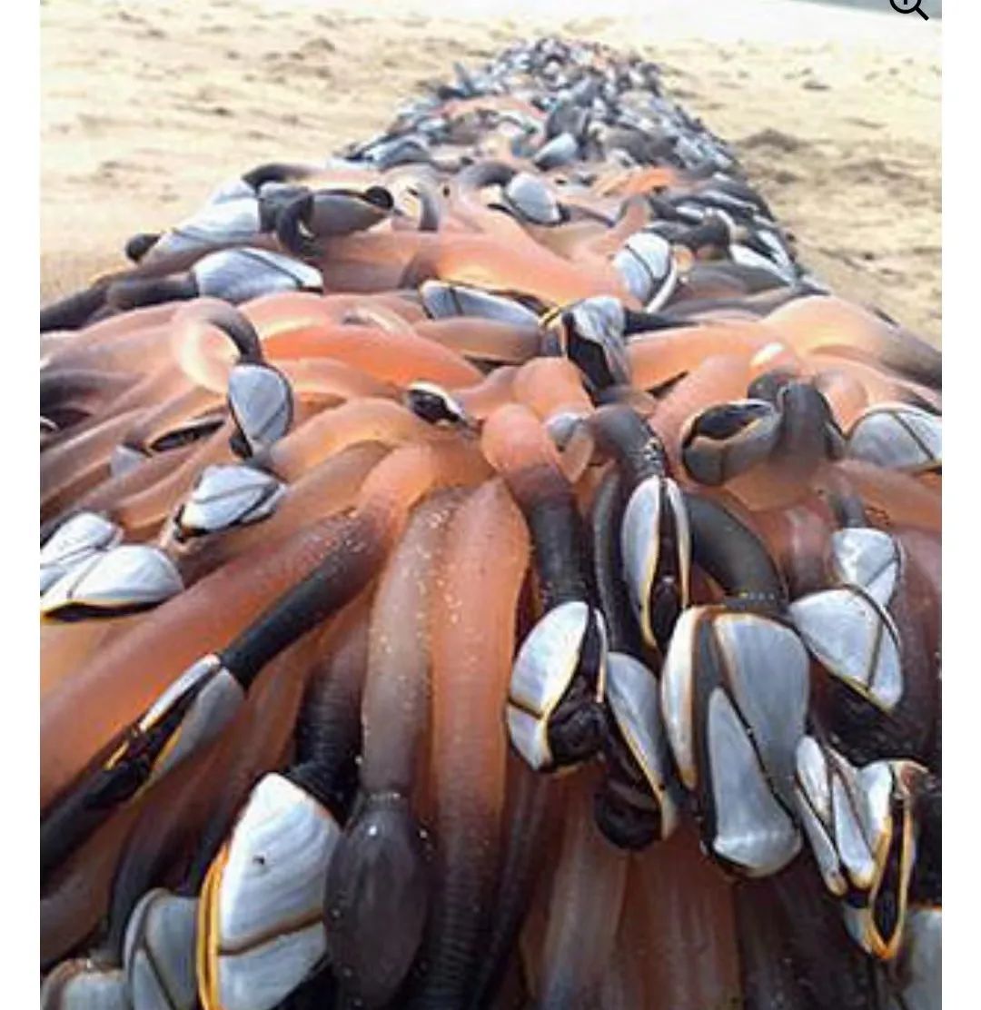 字母圈触手怪XP,是如何越来越瑟的? 字母圈触手怪XP,是如何越来越瑟的?