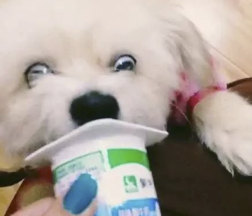 字母圈角色扮演指南:超带劲的“奶牛”play! 字母圈角色扮演指南:超带劲的“奶牛”play!