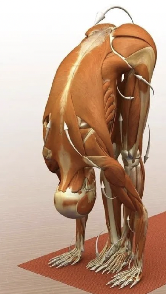 字母圈最“BT”的S,都在惩罚M“练瑜伽” 字母圈最“BT”的S,都在惩罚M“练瑜伽”
