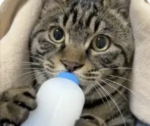 字母圈学 婴 语 字母圈学 婴 语