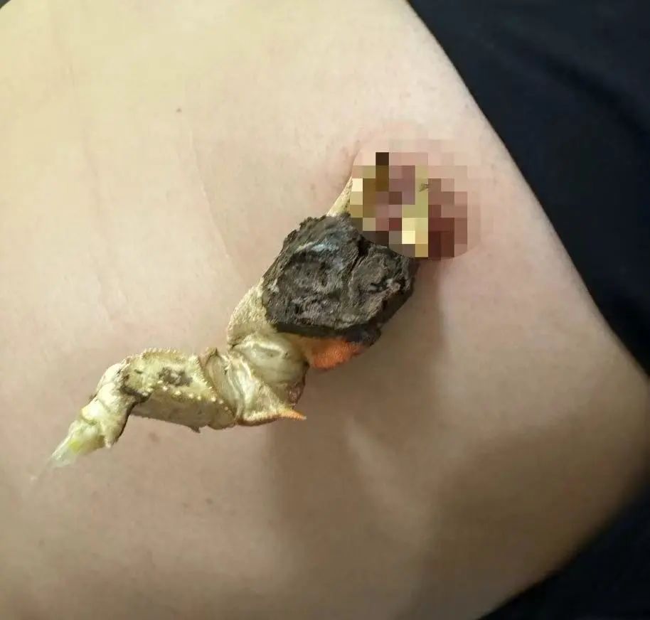 字母圈谁家好S会用大闸蟹钳子当夹子啊?!!! 字母圈谁家好S会用大闸蟹钳子当夹子啊?!!!