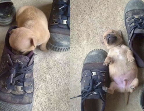 字母圈不要找爱放响屁的S(*_* ) 字母圈不要找爱放响屁的S(*_* )