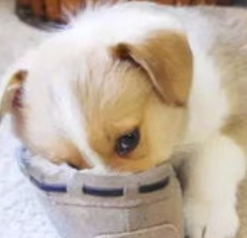 字母圈不要找爱放响屁的S(*_* ) 字母圈不要找爱放响屁的S(*_* )