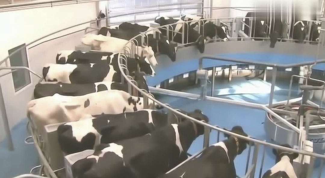 字母圈角色扮演指南:超带劲的“奶牛”play! 字母圈角色扮演指南:超带劲的“奶牛”play!