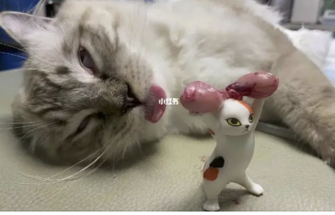 字母圈志愿报什么专业,能在play时“鲨疯了”? 字母圈志愿报什么专业,能在play时“鲨疯了”?