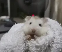 字母圈学 婴 语 字母圈学 婴 语