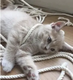 字母圈什么情况下bdsm会构成非法拘禁罪?|严肃科普 字母圈什么情况下bdsm会构成非法拘禁罪?|严肃科普