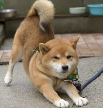 字母圈最“BT”的S,都在惩罚M“练瑜伽” 字母圈最“BT”的S,都在惩罚M“练瑜伽”