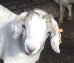 字母圈玩腻了宠物play,“畜牧农场”play考虑一下? 字母圈玩腻了宠物play,“畜牧农场”play考虑一下?