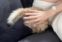 字母圈为什么是“母狗”?-瘾欢